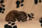 BORDER COLLIE 1292